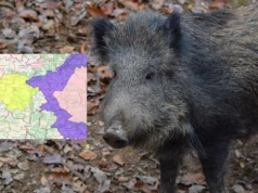 Polska bez czerwonych stref ASF. Jest jednak niepokojący szczegół