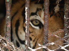 Jedna z największych akcji odebrania dzikich zwierząt. To miał być cyrk