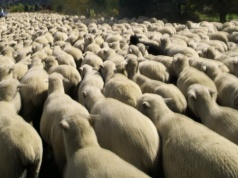 Jak owce bez przewodnika. Dzień prezydenta odbił się na giełdowych notowaniach