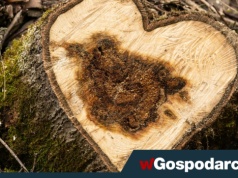 „Milcząca zgoda” na wycinkę drzew