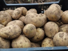 Plantatorzy ziemniaka alarmują: produkcja przestaje się opłacać