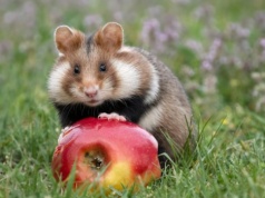 Chomik – polskim Zwierzęciem Roku 2026! Chuchro z pola pokonało nawet rysia