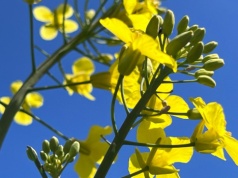 Większość oleistych na światowych giełdach podrożała w ubiegłym tyg