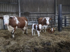 Czy w nowej WPR wystarczy środków na wsparcie rolnictwa?