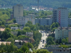 Nie można pozwolić drzewom rosnąć, jak chcą. Europejska strategia wchodzi do miast