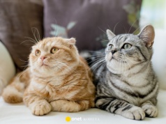 Najpiękniejsze rasy kotów. Czy twój pupil jest na liście?