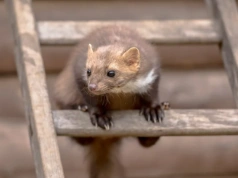 Ekstra silny sposób na kuny.  Boją się go jak ognia – wystarczy psiknąć