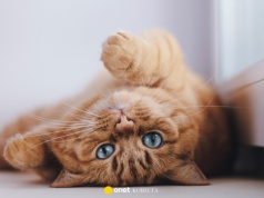 Uważasz się za kociarza? Ten szybki quiz to zweryfikuje!