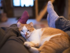 Śpisz z kotem w jednym łóżku? Mam dla ciebie dobrą wiadomość! Może wyjść ci to na zdrowie. Oto wady i zalety spania z kotem