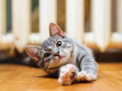 5 ciekawostek na Dzień Kota. Wiedzieliście, że posiadają dodatkowy zmysł?