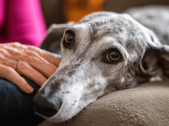 Taki podatek zapłacisz za psa. Nowe stawki wywołały burzę