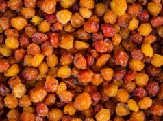 Ratunek dla wątroby i nerek prosto z polskich łąk. Posadź u siebie w ogródku