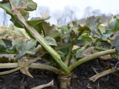 130 czy 210 kg N/ha? Jak wyliczyć startową dawkę azotu w rzepaku?