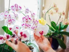 Połóż ten owoc obok storczyka. Zakwitnie bez nawożenia