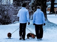 Właściciel zagryzionego jamnika apeluje do świadków po śmiertelnym ataku