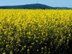 Który len i rzepak najlepszy do siewu, na olej i włókna?