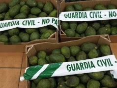 Gangu złodziei awokado grozi więzienie. Ukradli 3,5 tony