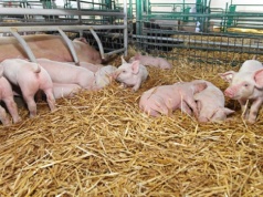 Ministerstwo nie ma programu odbudowy pogłowia świń, ale proponuje kolejne kredyty