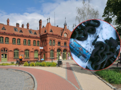 Porzucone węże na peronie 4 w Malborku