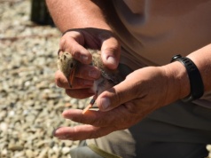 Ptasia grypa na Żywiecczyźnie. Władze powiatu bielskiego ostrzegają