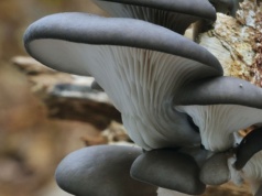 Znajdziesz go w lesie zimą. Zwróć uwagę na jeden szczegół