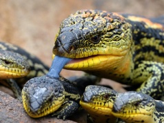 Szmuglował jaszczurki w pudełkach po ciastkach. Bezprecedensowy wyrok