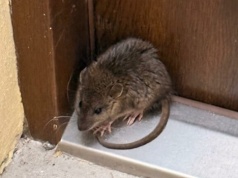 Szczur z Olsztyna zablokował wejście do mieszkania. Interweniowała Straż Miejska