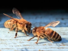 Wsparcie dla pasiek. 2 mln zł na pokarm dla pszczół w Wielkopolsce