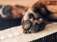 Zielona Góra. Ważne! Ktoś znowu chce zabijać psy na osiedlu, kundelek ledwo przeżył. Operowane były już trzy psy