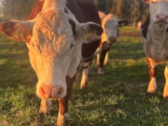 Ceny bydła utknęły w martwym punkcie. Pogoda głównym reżyserem podaży