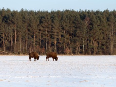 Podlaskie w smogu. Czy to koniec mitu o zielonym regionie?
