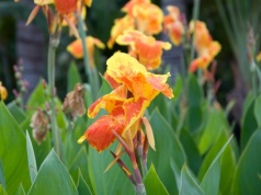 Ogrodnicy ją uwielbiają. Jeśli masz tę roślinę w ogrodzie, działaj już lutym