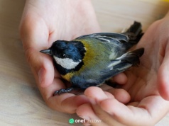 Warszawa uruchamia pierwszy w Polsce "ptakomat". Działa całą dobę