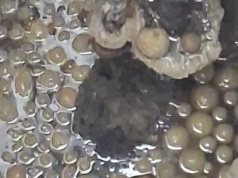 Afera pączkowa w Słupi pod Kępnem. Wodociągi wskazały winnego. Cukiernia oburzona