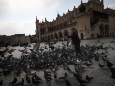 "Latające szczury" w Krakowie. Miasto ma pomysł, jak zmniejszyć ich liczebność