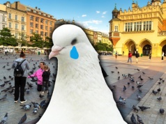 Kraków szykuje antykoncepcję dla gołębi. Dobrze czytasz
