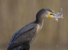 Ranny ptak "zgłosił się" na izbę przyjęć. Zaskakujące zdarzenie w Niemczech