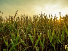 Nowy pomysł na zastąpienie pelletu. Nie uwierzysz, czym zaczęli palić