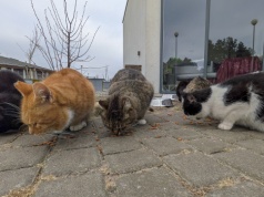 Dzień Kota w schronisku w Dobrej