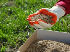 Kiedy siać trawę wiosną? Ten termin daje 100% szans na gęsty, zielony dywan