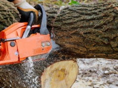 Wycinka drzew bez pozwolenia? Jest "milcząca zgoda"