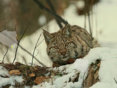 Nie tylko mruczki z kanapy świętowały Dzień Kota
