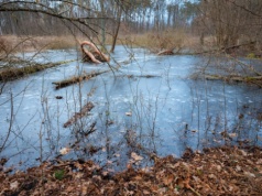 Rząd ma strategię obszarów wodno-błotnych. "Nie oznacza zalewania produktywnych gruntów rolnych"