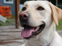 Pies, który rozumie twoje dzieci lepiej niż ty. Nauka w końcu wyjaśnia, dlaczego labrador i golden rządzą w polskich domach