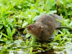 Zalej wodą, poczekaj aż zacznie śmierdzieć i wlej do norki. Tak zatrzymasz karczownika
