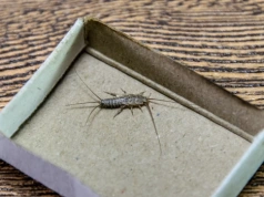 Zmieszaj w proporcji 2:4 i rozsyp w łazience. Rybiki znikną