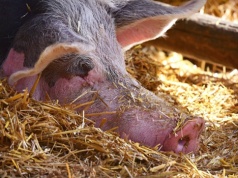 Wzrost cen tuczników – czy to przełom, czy chwilowy ruch?