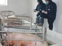 Inspektorki weterynarii zaatakowane w gospodarstwie. Próbowały przeprowadzić kontrolę