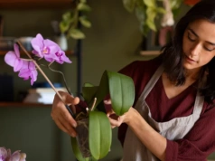 Wylewasz ją do zlewu? Ten kuchenny odpad sprawia, że storczyk zimą obsypuje się kwiatami