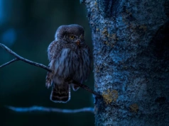 Noc sów w lesie pod Ciechanowem. Nadleśnictwo zorganizuje wieczorny spacer
